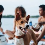 découvrez notre large sélection de serviettes de plage colorées et confortables, idéales pour vos journées ensoleillées. offrant un séchage rapide et un style unique, nos serviettes sont parfaites pour la piscine, la plage ou tout simplement pour se détendre. profitez du soleil avec nos serviettes de qualité!