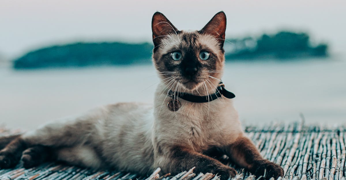 découvrez notre collection de colliers pour chats, alliant confort, sécurité et style. offrez à votre compagnon félin un accessoire à la fois pratique et élégant. idéals pour identifier votre chat tout en ajoutant une touche de personnalité.