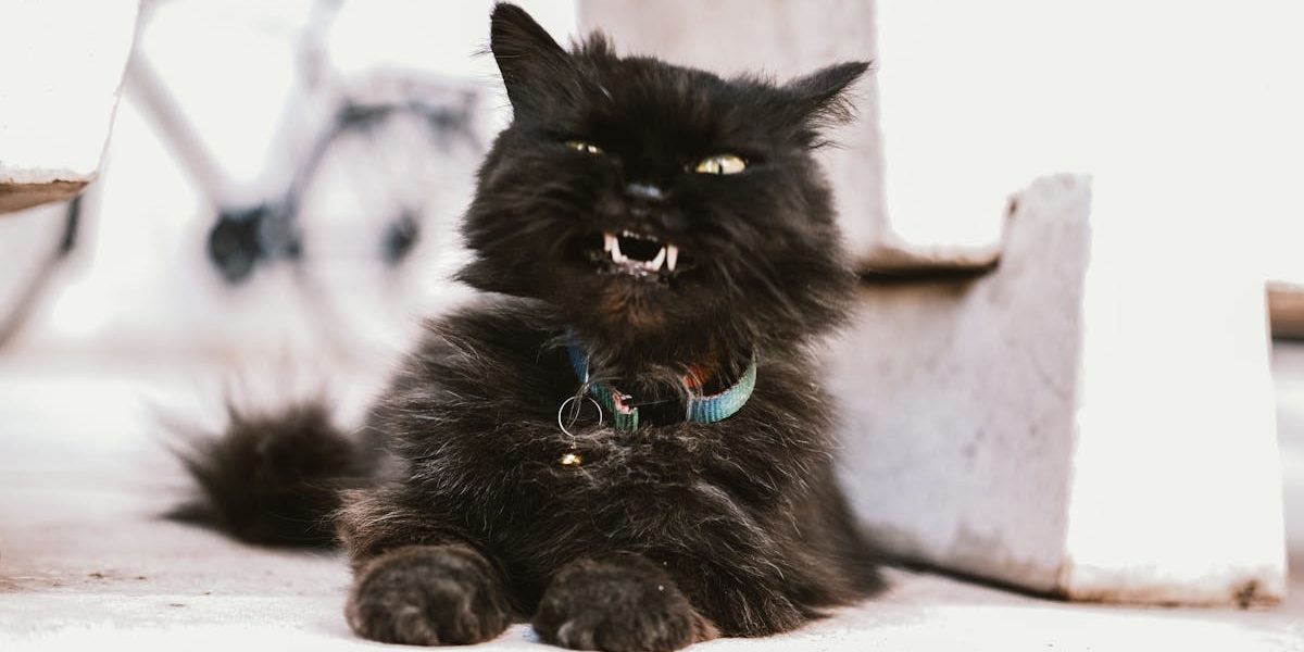 découvrez notre collection de colliers pour chats, alliant confort et style. offrez à votre félin un accessoire élégant et sécurisé, idéal pour son bien-être et sa personnalisation. parcourez notre sélection variée et trouvez le collier parfait pour votre compagnon à quatre pattes !