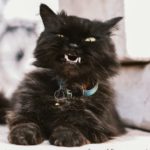 découvrez notre collection de colliers pour chats, alliant confort et style. offrez à votre félin un accessoire élégant et sécurisé, idéal pour son bien-être et sa personnalisation. parcourez notre sélection variée et trouvez le collier parfait pour votre compagnon à quatre pattes !
