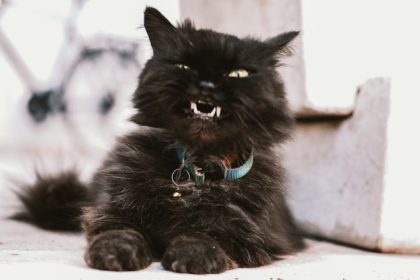 découvrez notre collection de colliers pour chats, alliant confort et style. offrez à votre félin un accessoire élégant et sécurisé, idéal pour son bien-être et sa personnalisation. parcourez notre sélection variée et trouvez le collier parfait pour votre compagnon à quatre pattes !