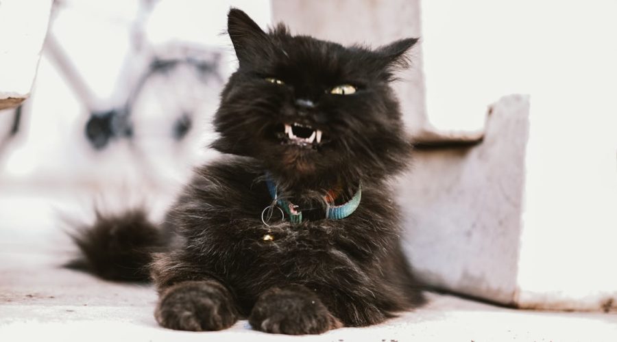 découvrez notre collection de colliers pour chats, alliant confort et style. offrez à votre félin un accessoire élégant et sécurisé, idéal pour son bien-être et sa personnalisation. parcourez notre sélection variée et trouvez le collier parfait pour votre compagnon à quatre pattes !