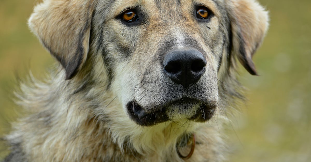 découvrez notre sélection de colliers pour chiens, alliant confort et style. idéaux pour toutes les tailles et races, nos colliers sont conçus pour sécuriser votre compagnon à quatre pattes tout en ajoutant une touche d'élégance. parcourez notre gamme et trouvez le collier parfait pour votre fidèle ami.