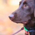 découvrez notre gamme de colliers pour chiens, alliant confort et style pour votre compagnon à quatre pattes. conçus avec des matériaux de qualité, nos colliers garantissent sécurité et élégance lors des promenades. trouvez le collier parfait pour votre chien dès aujourd'hui.