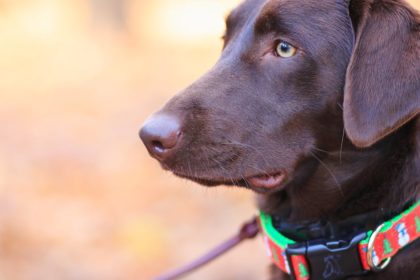 découvrez notre gamme de colliers pour chiens, alliant confort et style pour votre compagnon à quatre pattes. conçus avec des matériaux de qualité, nos colliers garantissent sécurité et élégance lors des promenades. trouvez le collier parfait pour votre chien dès aujourd'hui.