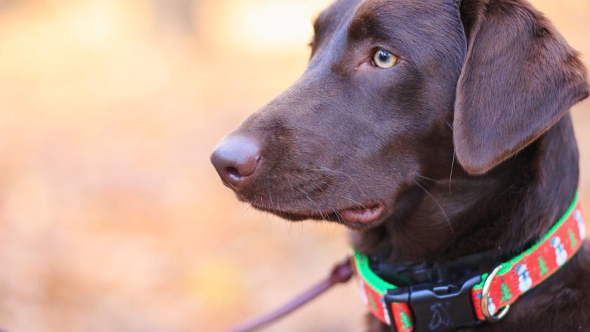 découvrez notre gamme de colliers pour chiens, alliant confort et style pour votre compagnon à quatre pattes. conçus avec des matériaux de qualité, nos colliers garantissent sécurité et élégance lors des promenades. trouvez le collier parfait pour votre chien dès aujourd'hui.