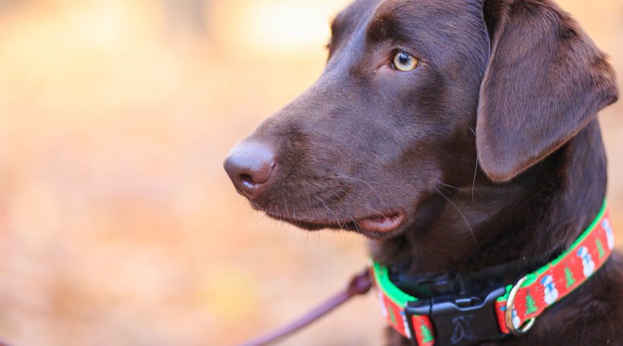 découvrez notre gamme de colliers pour chiens, alliant confort et style pour votre compagnon à quatre pattes. conçus avec des matériaux de qualité, nos colliers garantissent sécurité et élégance lors des promenades. trouvez le collier parfait pour votre chien dès aujourd'hui.