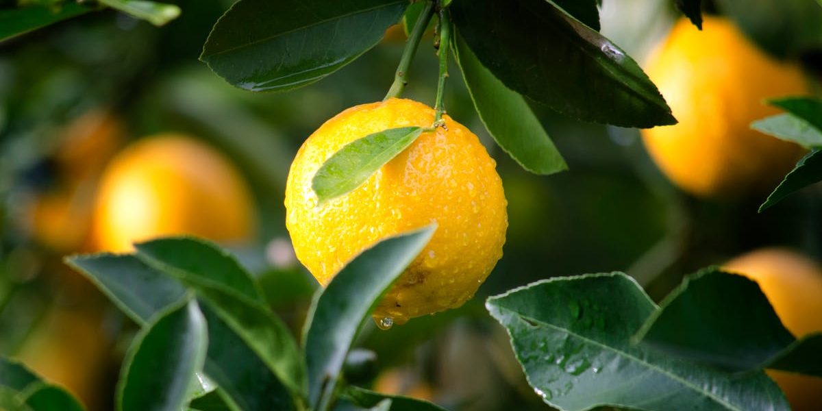 découvrez des méthodes de santé naturelle pour améliorer votre bien-être au quotidien. explorez des conseils, des remèdes et des pratiques holistiques qui favorisent une vie saine et équilibrée.