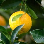 découvrez des méthodes de santé naturelle pour améliorer votre bien-être au quotidien. explorez des conseils, des remèdes et des pratiques holistiques qui favorisent une vie saine et équilibrée.