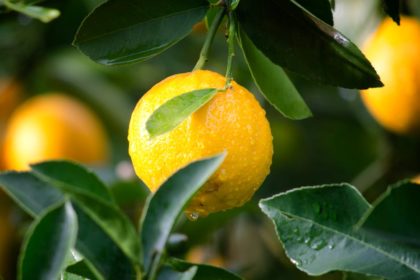 découvrez des méthodes de santé naturelle pour améliorer votre bien-être au quotidien. explorez des conseils, des remèdes et des pratiques holistiques qui favorisent une vie saine et équilibrée.
