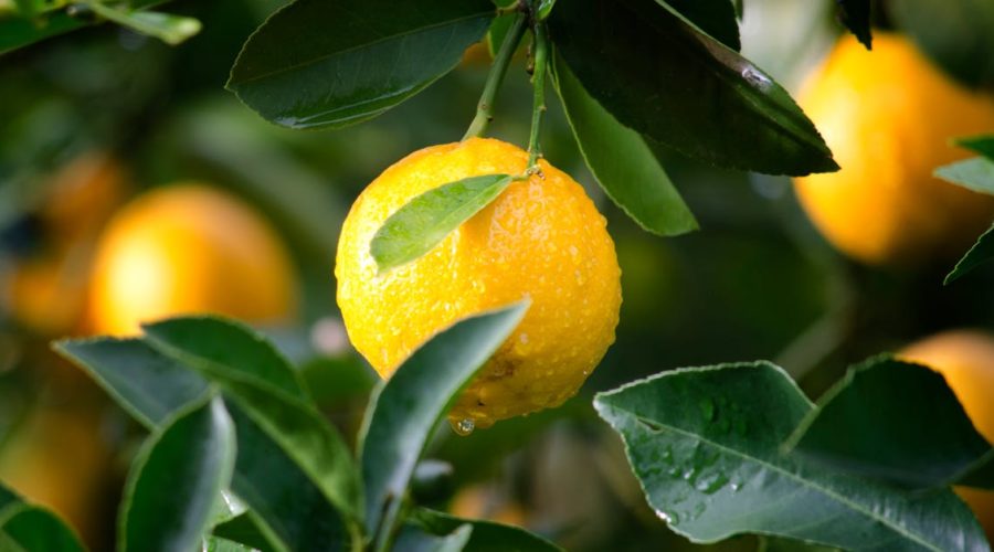 découvrez des méthodes de santé naturelle pour améliorer votre bien-être au quotidien. explorez des conseils, des remèdes et des pratiques holistiques qui favorisent une vie saine et équilibrée.
